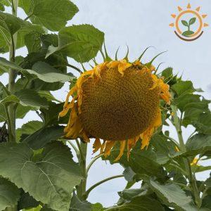 Tournesol Géant Titan (Kokopelli)