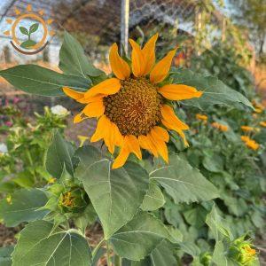 Tournesol nain Kokopelli