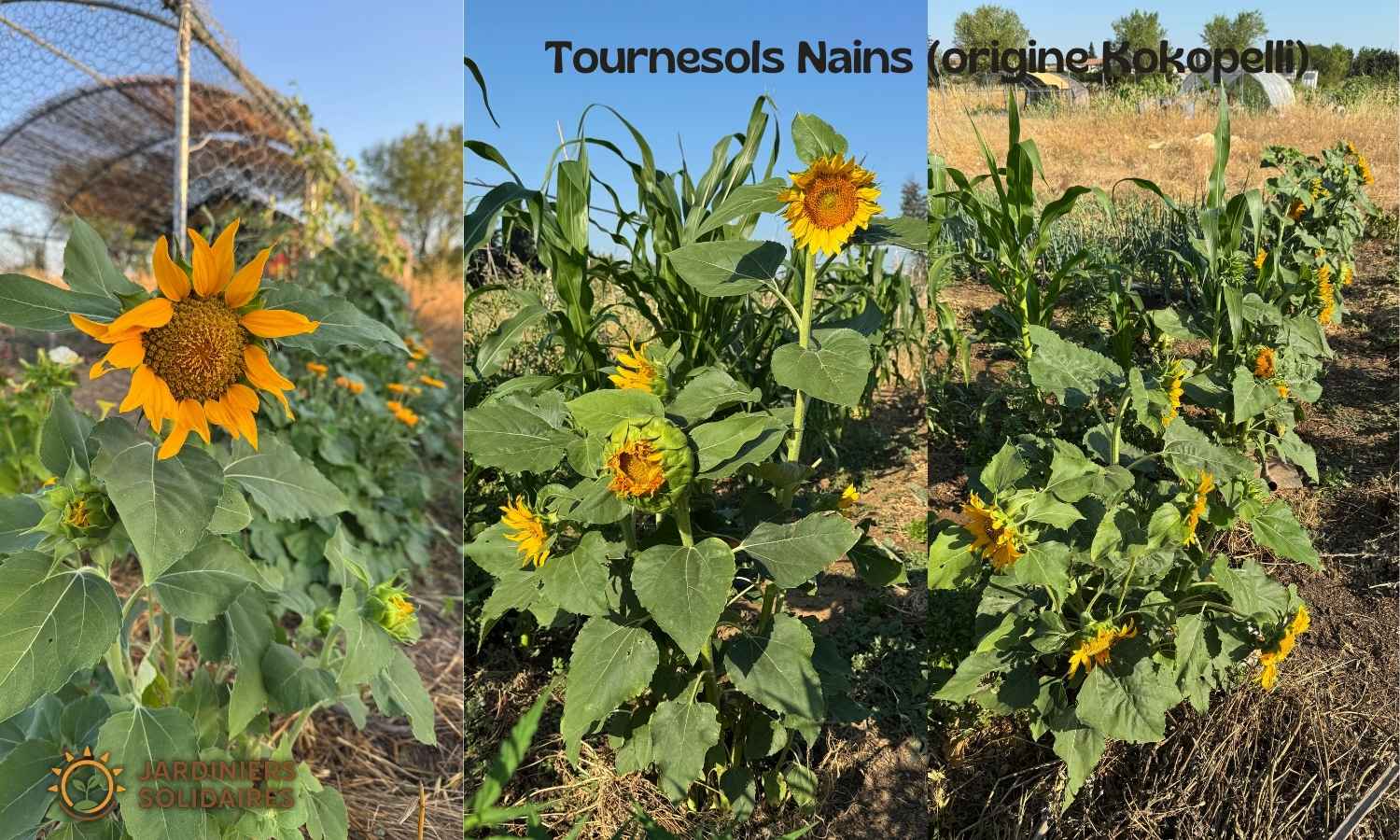 Tournesol nain Kokopelli