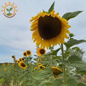 Tournesol géant Mammoth Kokopelli