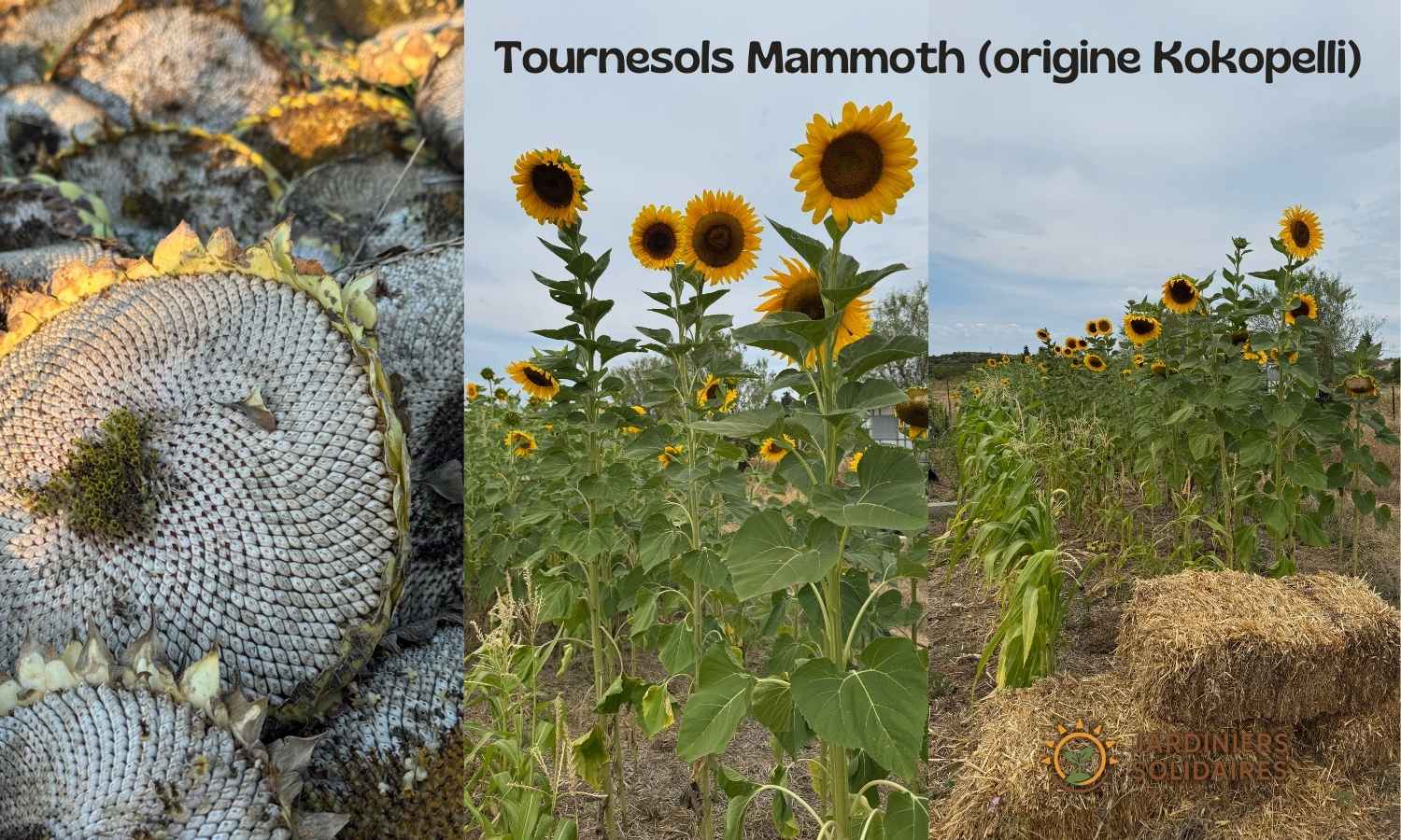 Tournesol géant Mammoth Kokopelli
