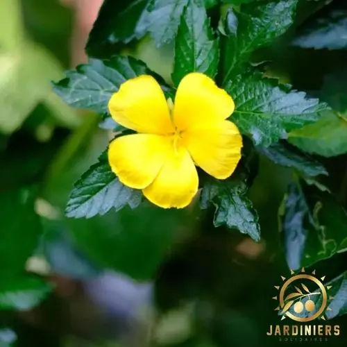 Damiana turnera Diffusa infusion vaporisation