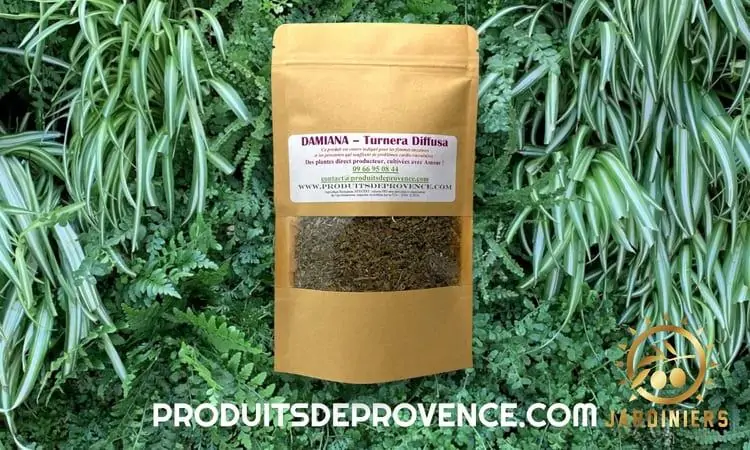 Damiana turnera Diffusa infusion vaporisation