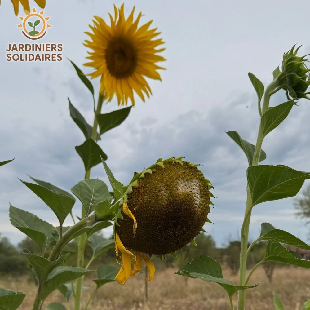 Tournesol géant Mammoth Kokopelli
