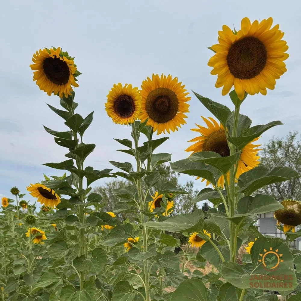 Tournesol géant Mammoth Kokopelli